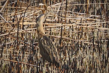 サンカノゴイ 渡良瀬遊水地 2024年3月16日(土)