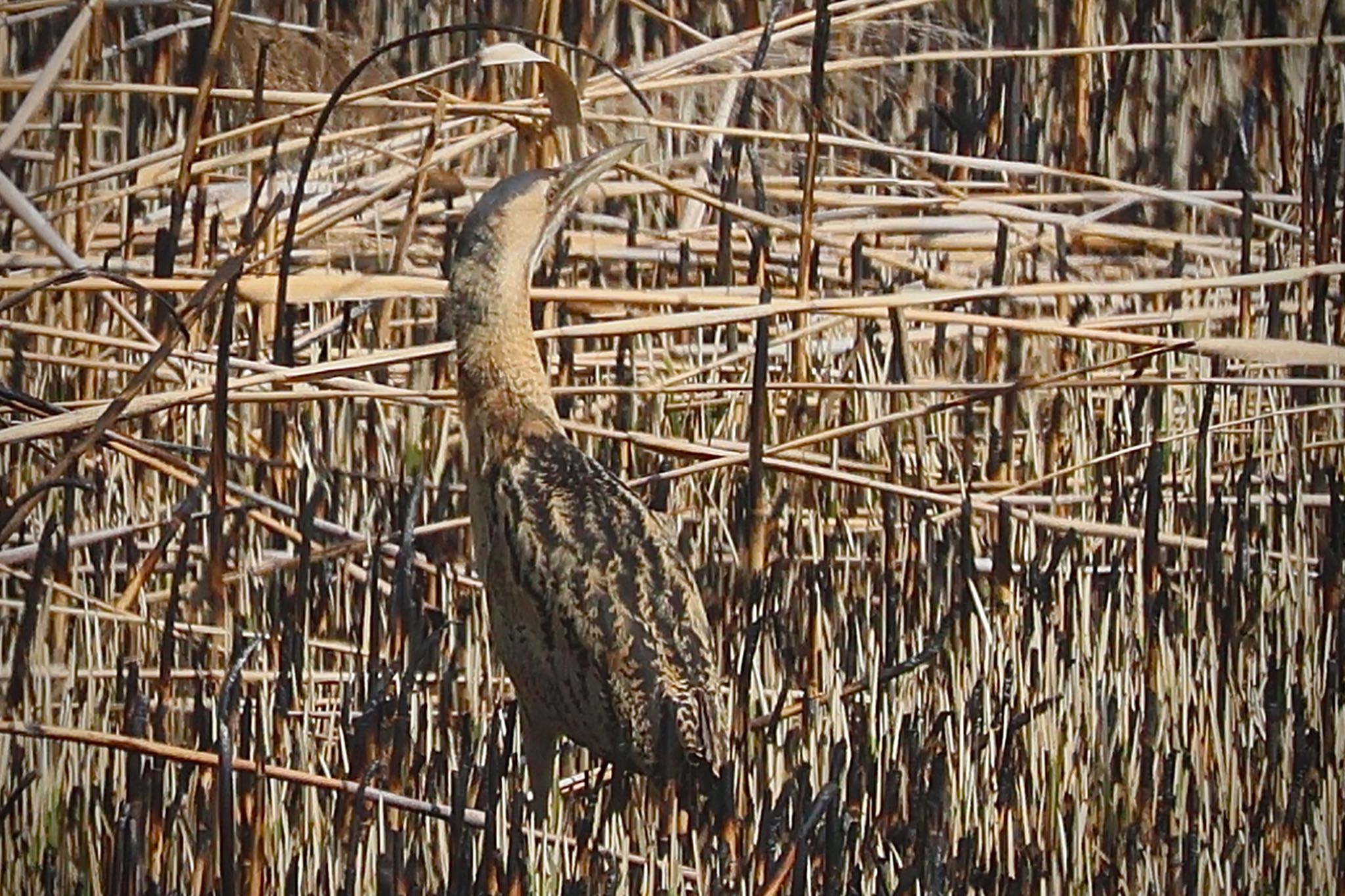 Eurasian Bittern