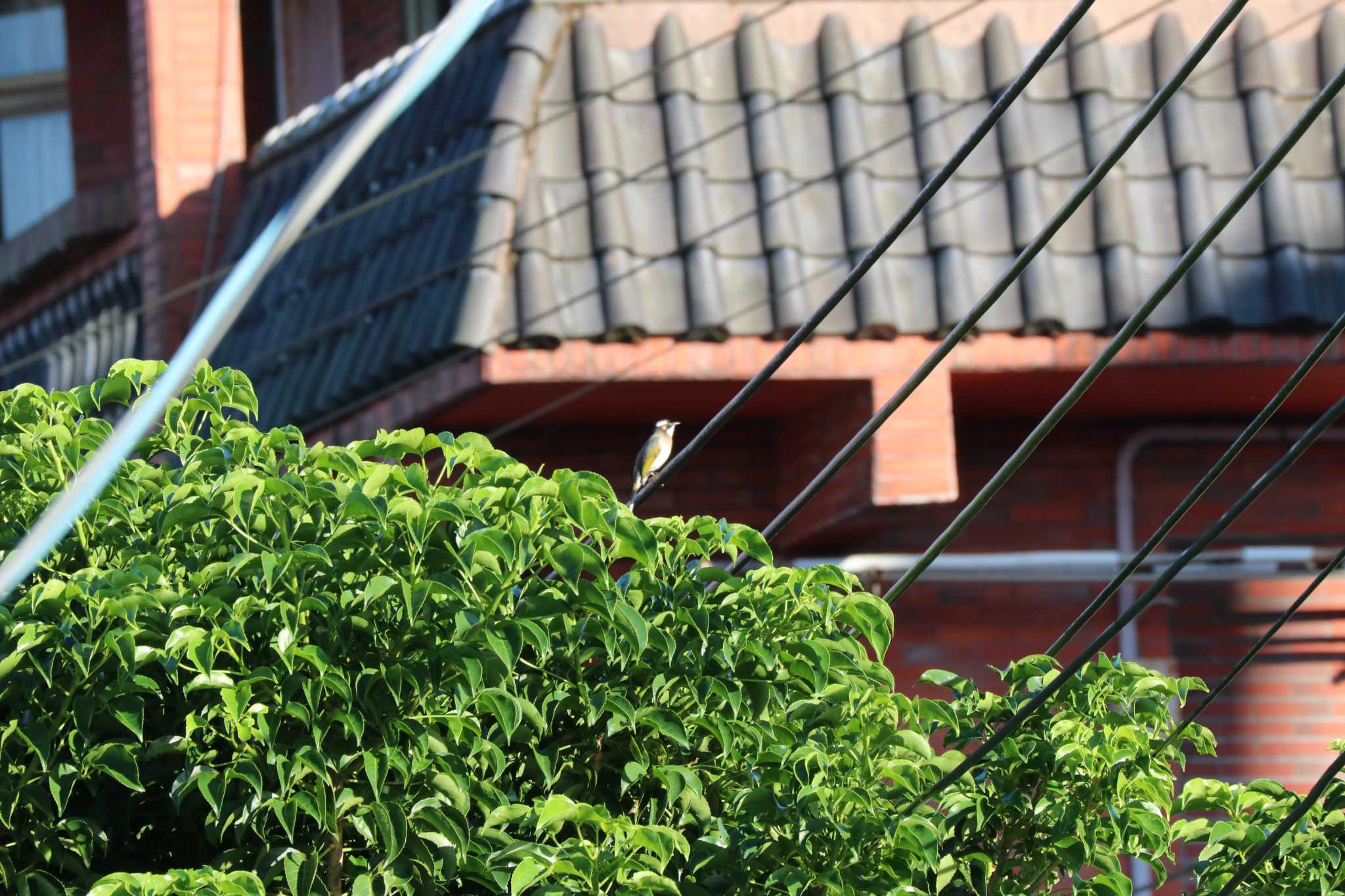 Photo of Light-vented Bulbul at 九份 by バンケン