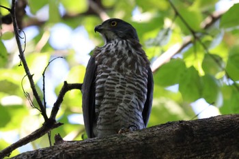 Crested Goshawk 台北植物園 Sat, 11/4/2023