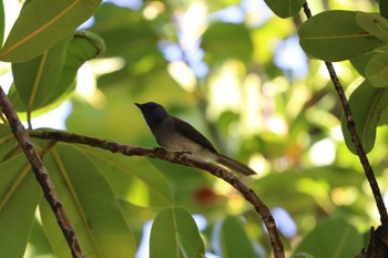 クロエリヒタキ 台北植物園 2023年11月4日(土)