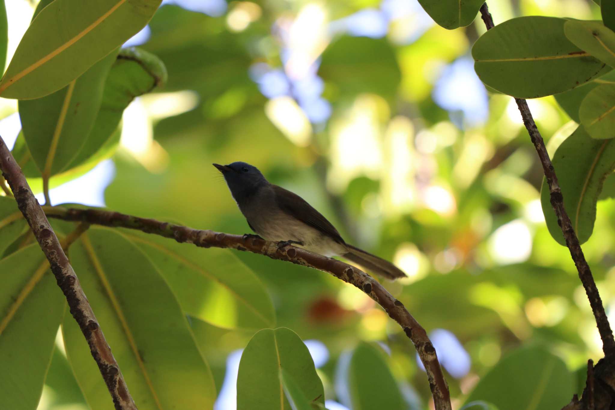 Black-naped Monarch