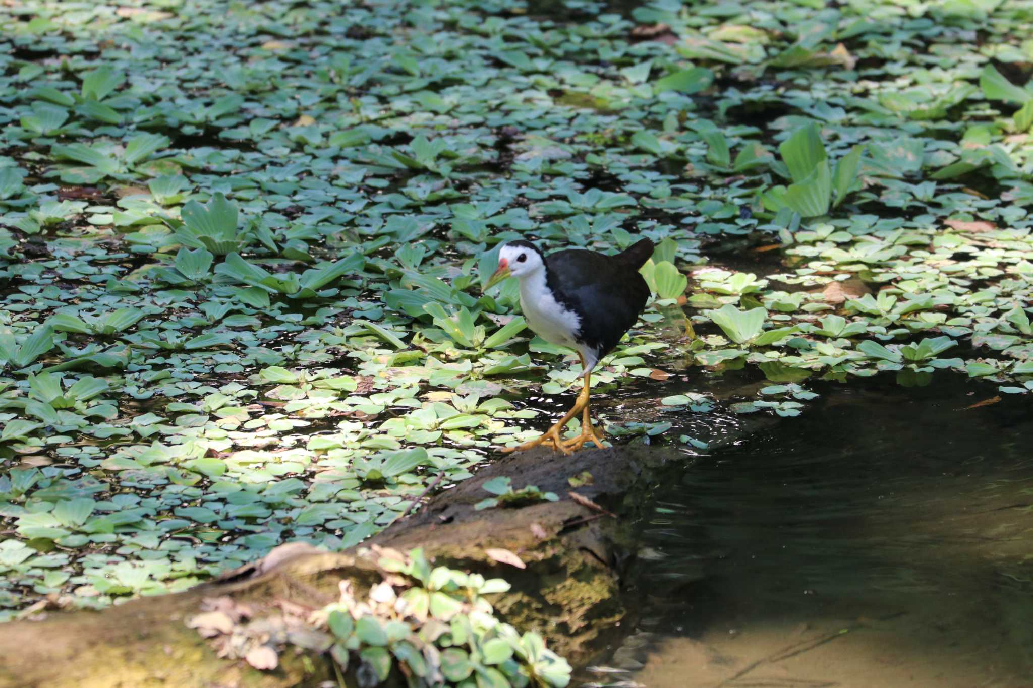 White-breasted Waterhen