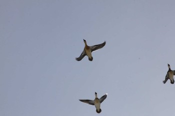 Smew 東屯田遊水地 Tue, 3/26/2024