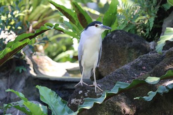 Black-crowned Night Heron 中正紀念堂 Sun, 11/5/2023