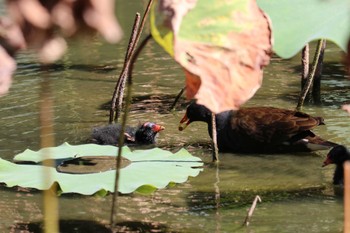 2023年11月5日(日) 中正紀念堂の野鳥観察記録