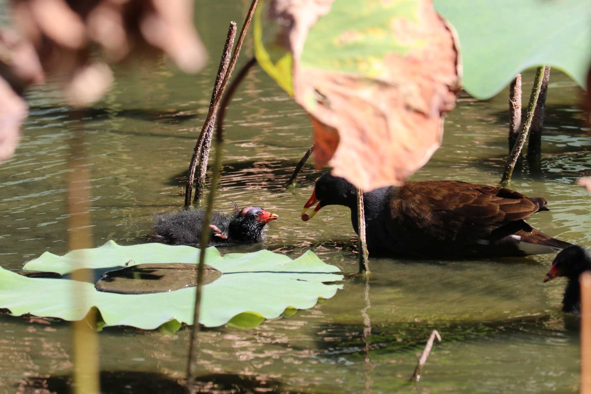 Common Moorhen