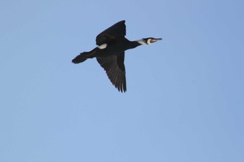 Great Cormorant 東屯田遊水地 Tue, 3/26/2024