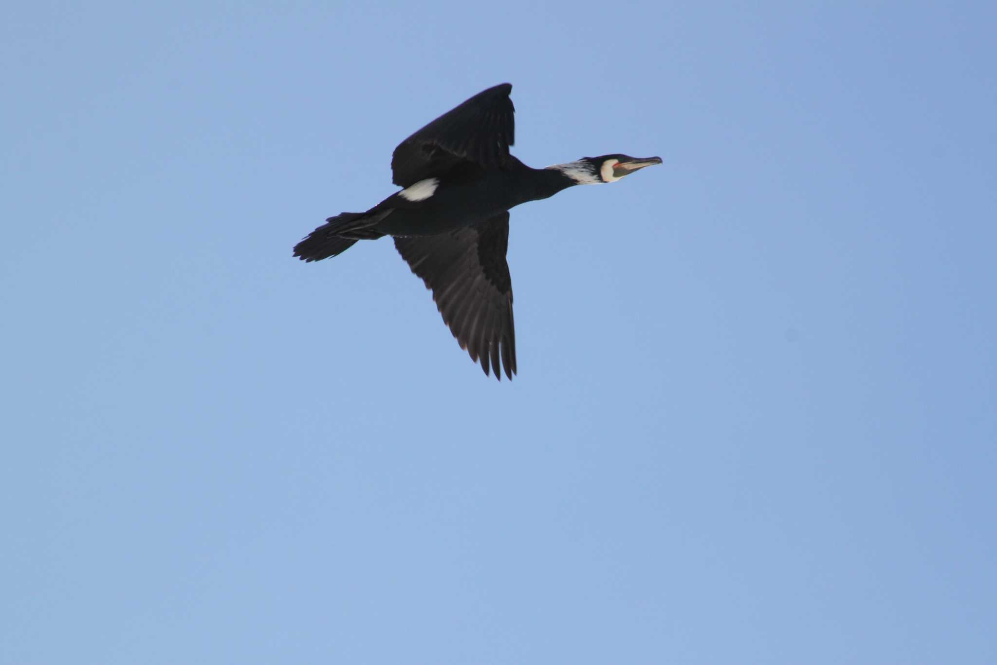 Photo of Great Cormorant at 東屯田遊水地 by Sapporo marshmallow@bird