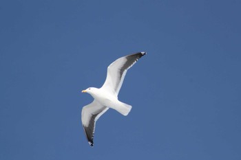 Slaty-backed Gull 東屯田遊水地 Tue, 3/26/2024