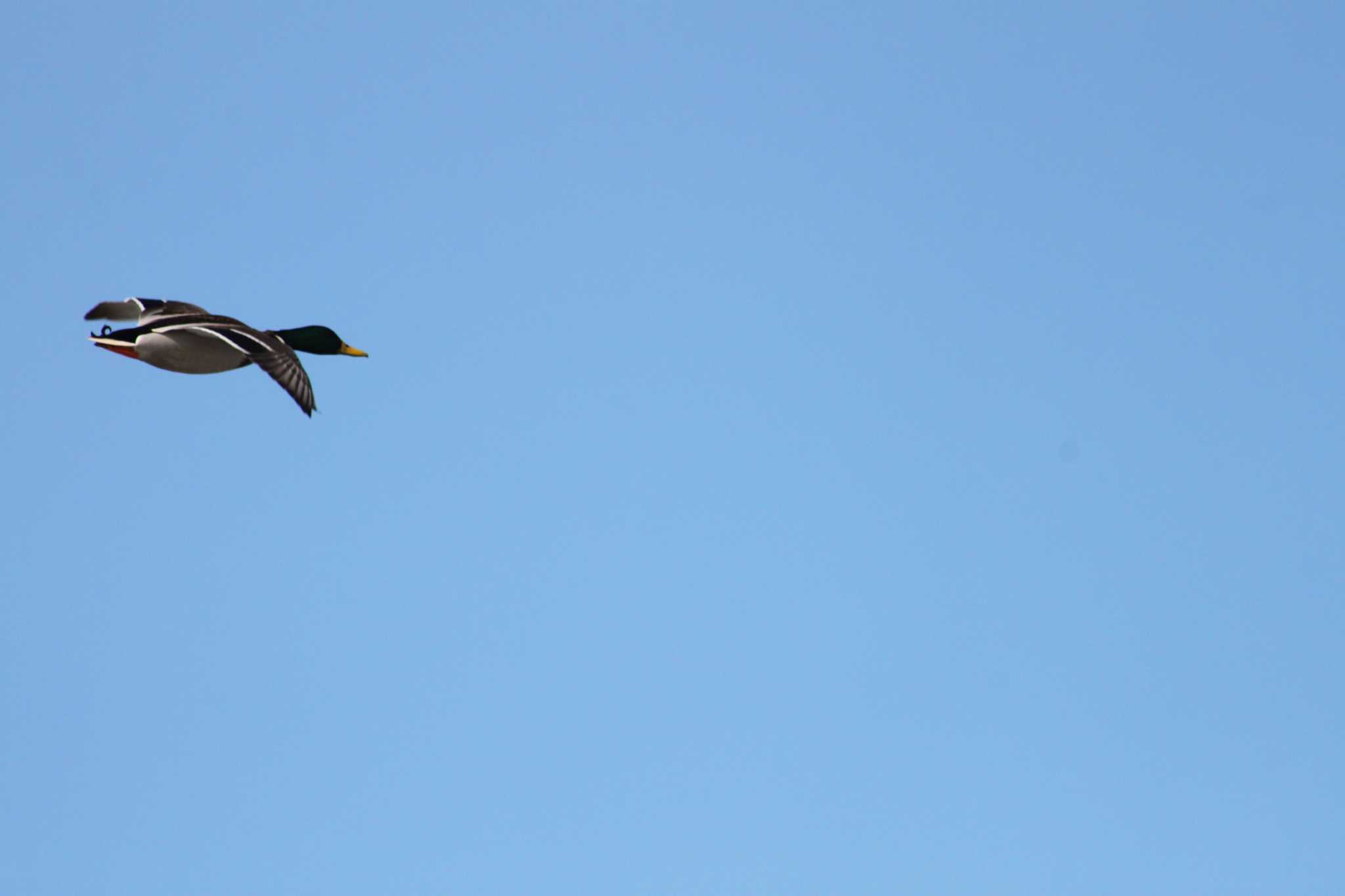 Photo of Mallard at 東屯田遊水地 by Sapporo marshmallow@bird