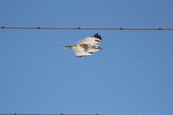 Eastern Buzzard 東屯田遊水地 Tue, 3/26/2024