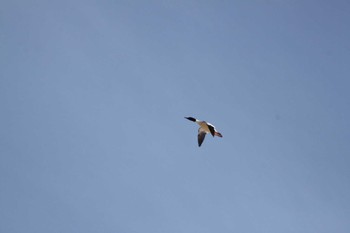 Common Merganser 東屯田遊水地 Tue, 3/26/2024