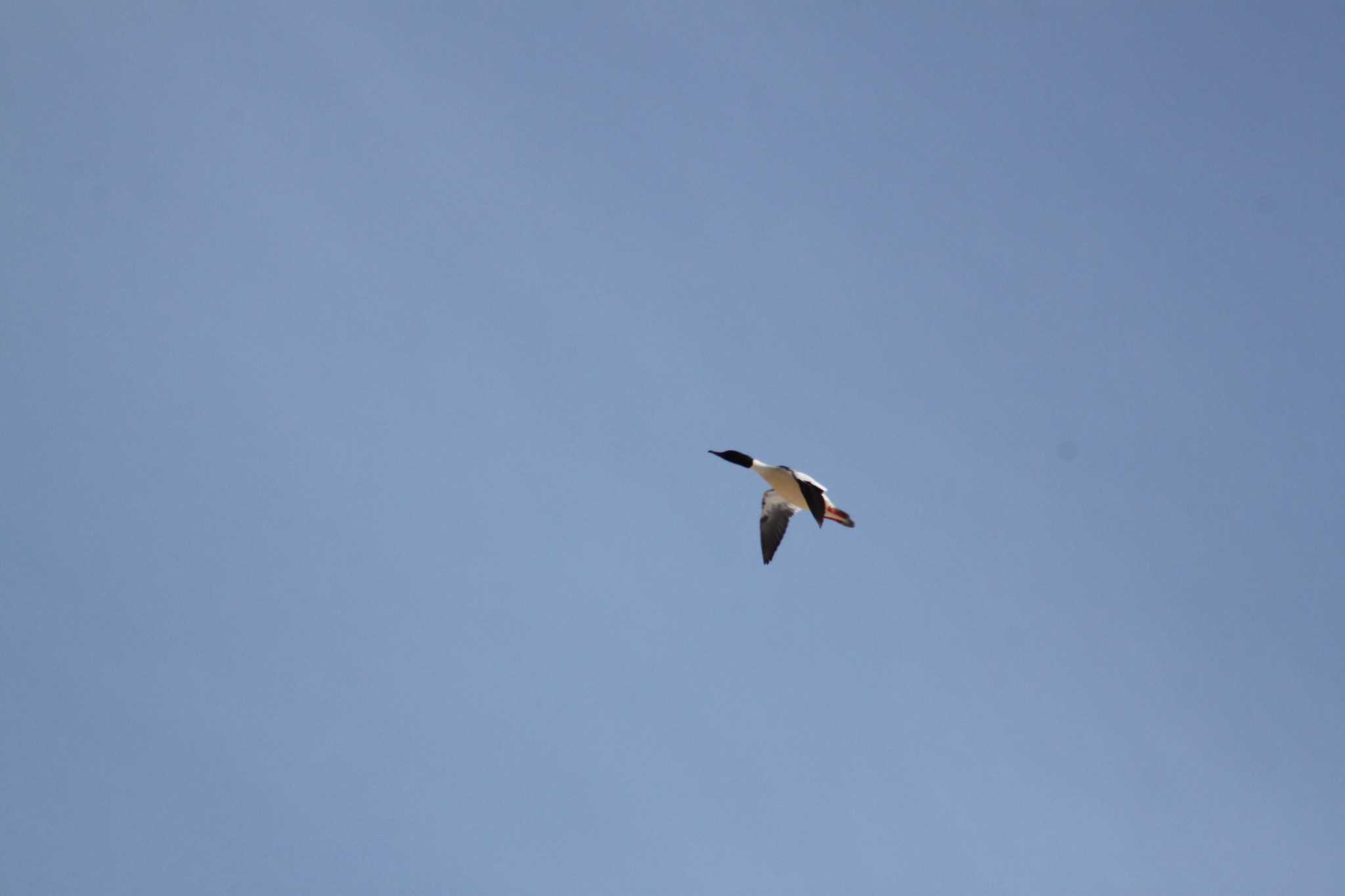 Photo of Common Merganser at 東屯田遊水地 by Sapporo marshmallow@bird