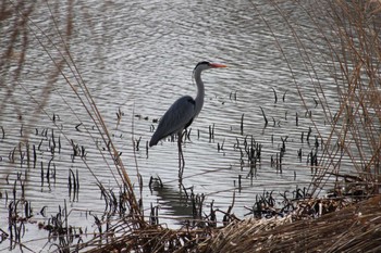 Grey Heron 東屯田遊水地 Tue, 3/26/2024