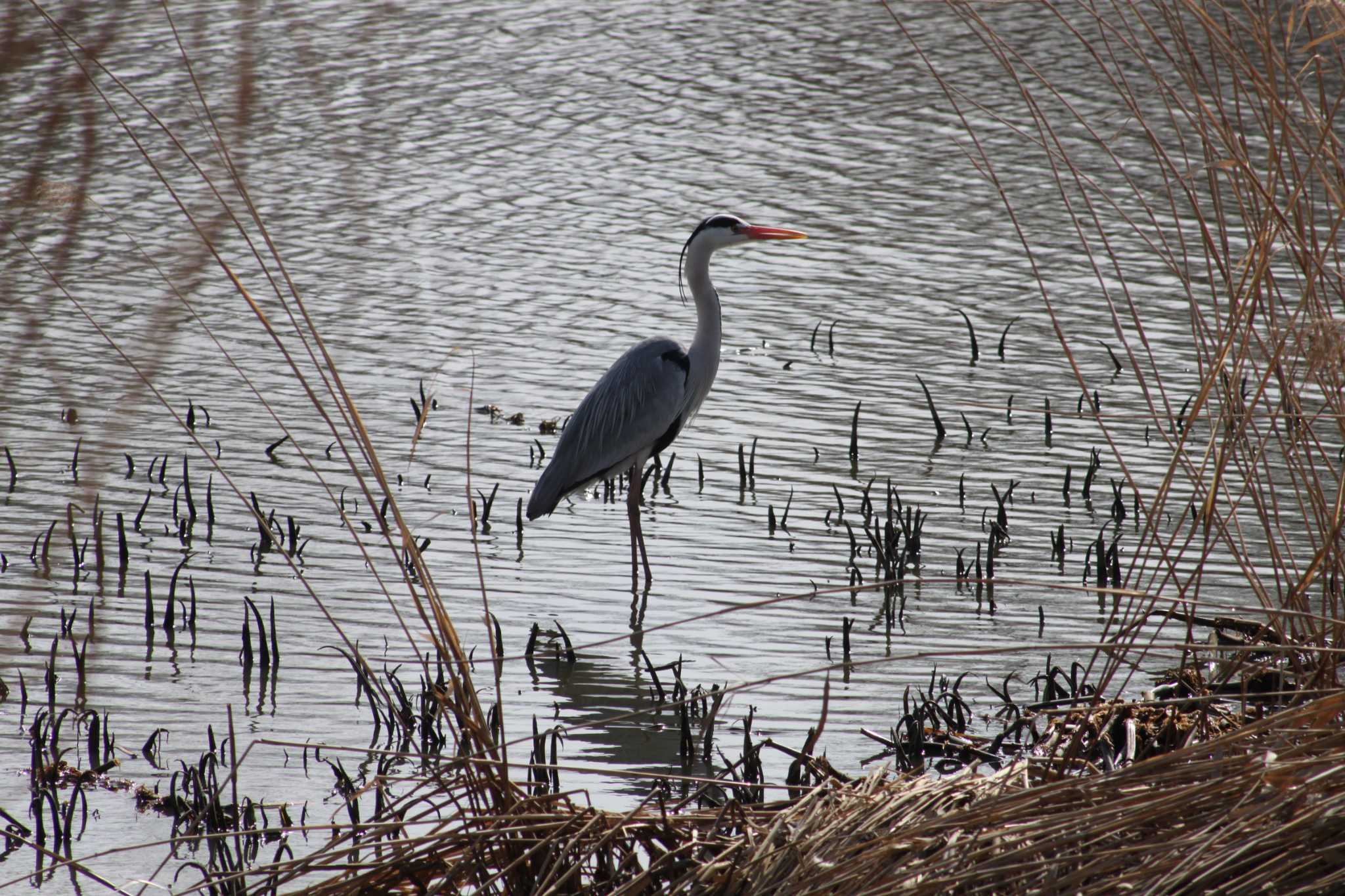 Photo of Grey Heron at 東屯田遊水地 by Sapporo marshmallow@bird