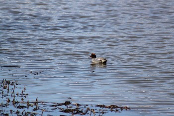 Eurasian Teal 東屯田遊水地 Tue, 3/26/2024