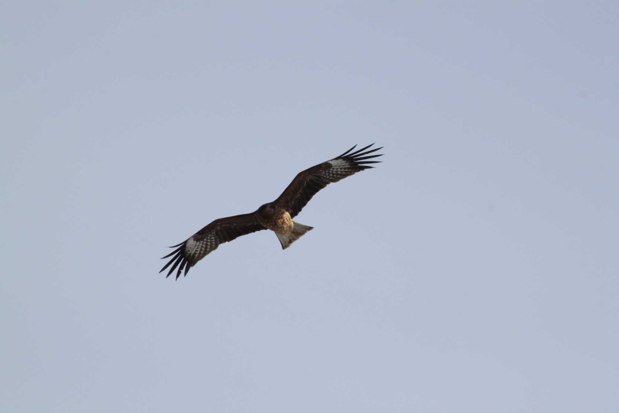 Photo of Black Kite at 東屯田遊水地 by Sapporo marshmallow@bird