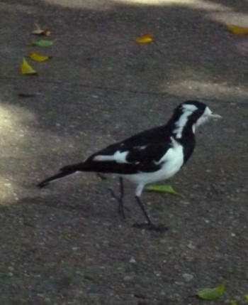 Magpie-lark オーストラリア Sun, 5/5/2019