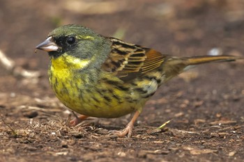 Masked Bunting Kodomo Shizen Park Sun, 3/24/2024