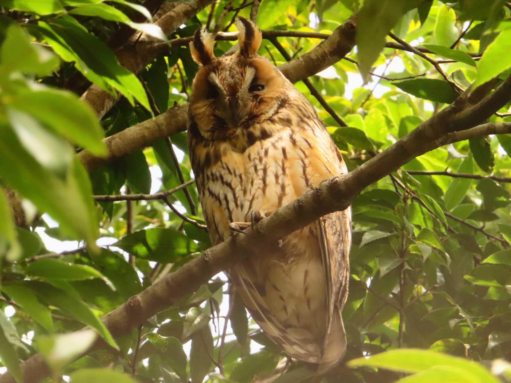 Long-eared Owl