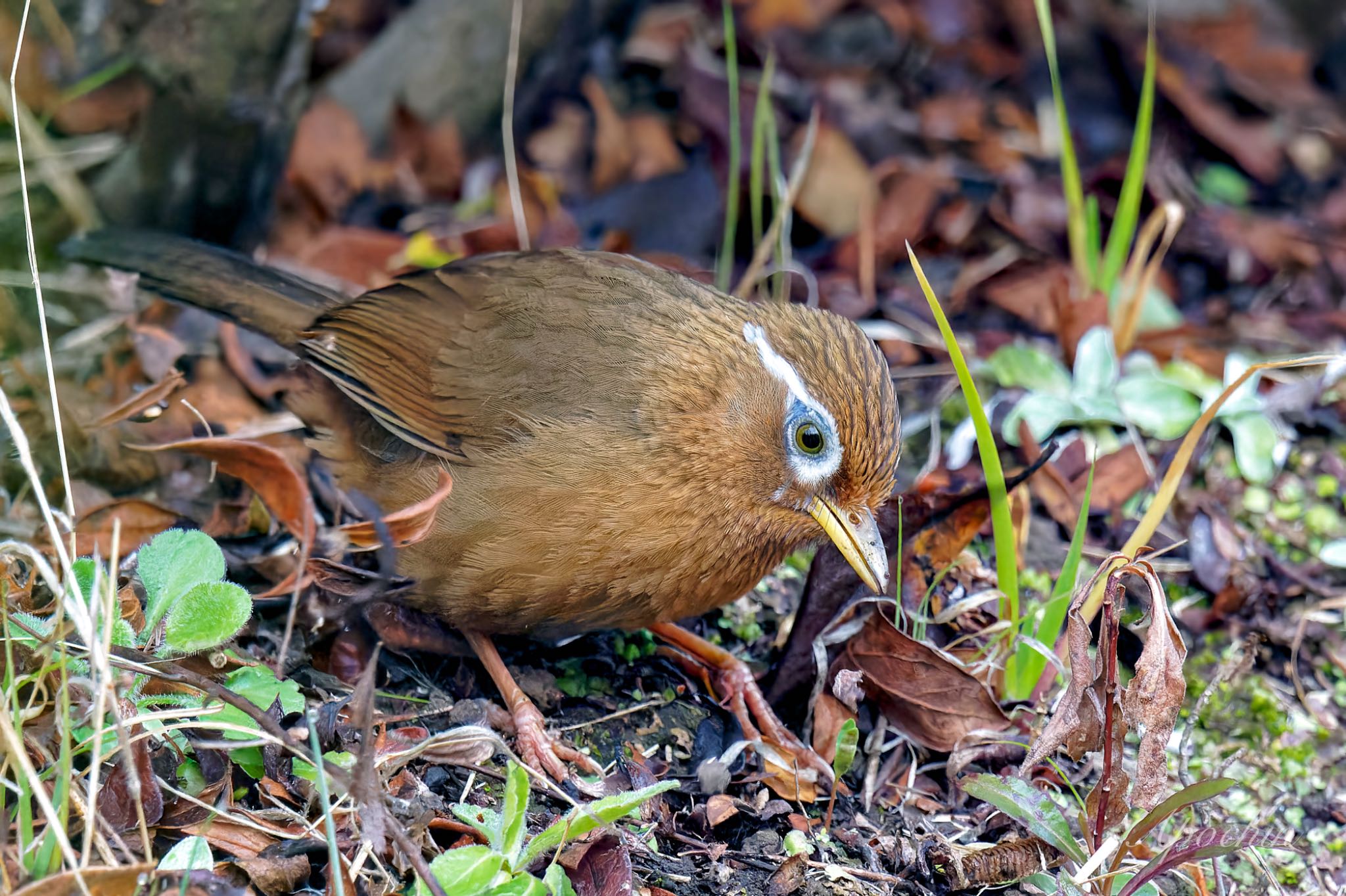 こども自然公園 (大池公園/横浜市) ガビチョウの写真 by アポちん