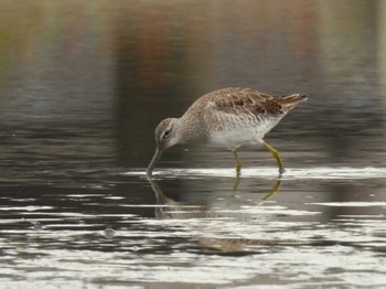 Long-billed Dowitcher Isanuma Sat, 3/23/2024