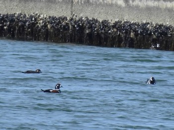 Harlequin Duck 石狩東埠頭 Tue, 3/26/2024