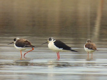 Black-winged Stilt Isanuma Sat, 3/23/2024