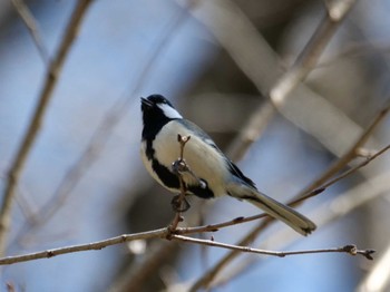 Japanese Tit 秩父 Wed, 3/13/2024