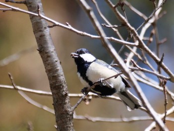 Japanese Tit 秩父 Wed, 3/13/2024