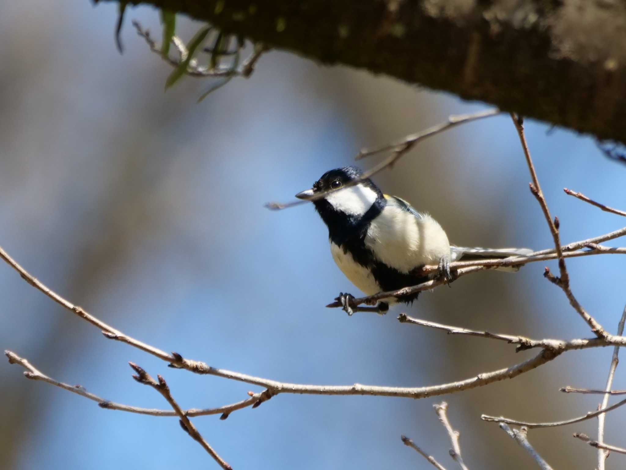 シジュウカラ3態。　シ）おいでなすったね・・ by little birds