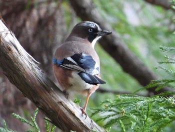 2024年1月7日(日) 厚木七沢森林公園の野鳥観察記録