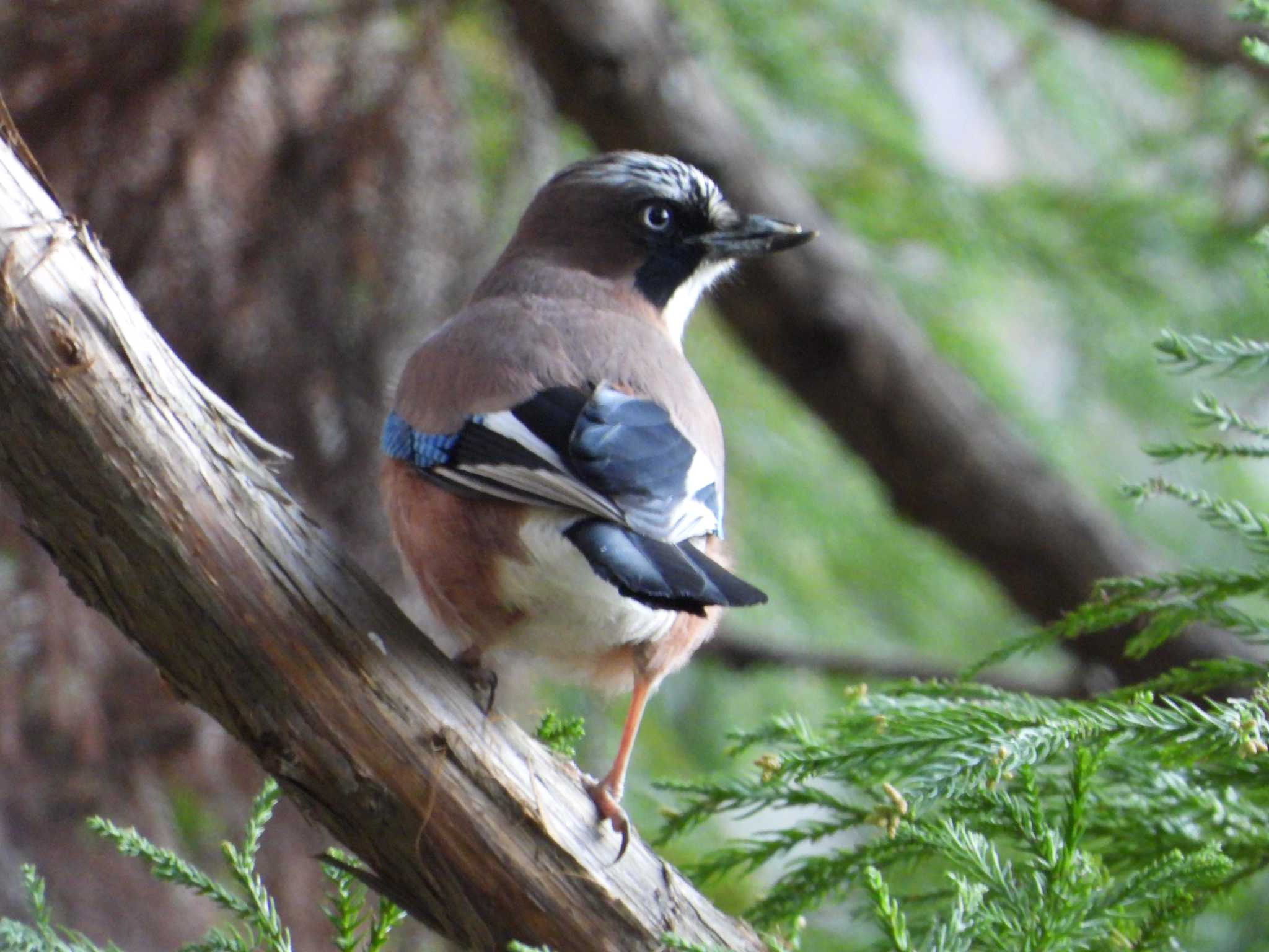 Eurasian Jay