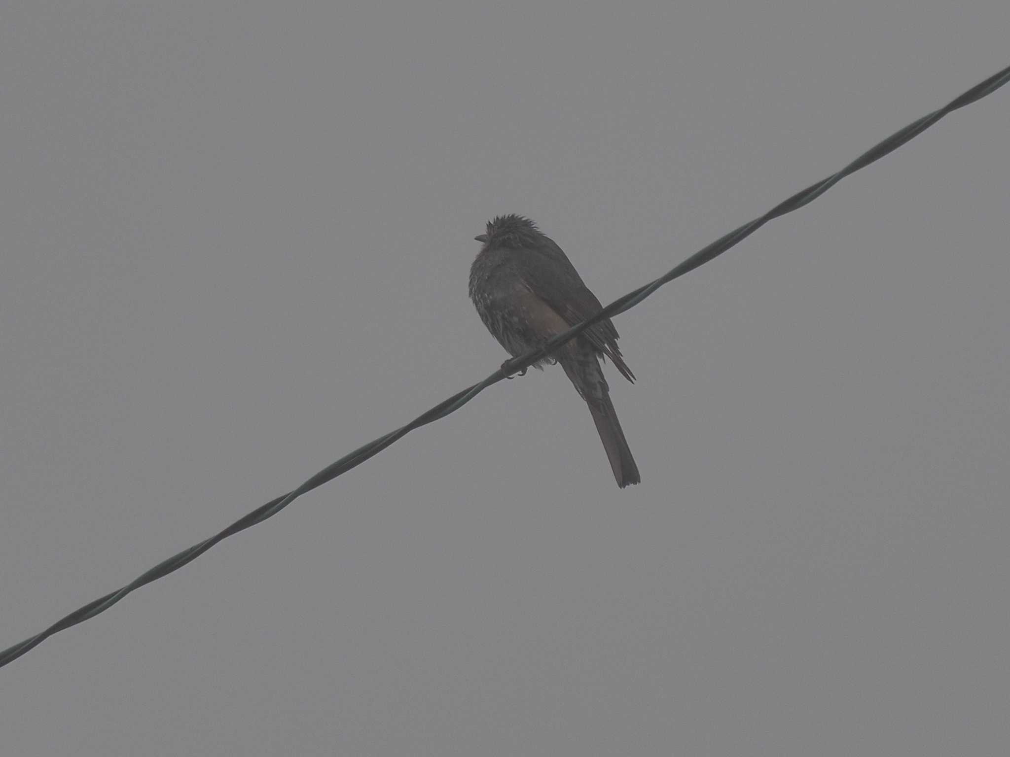 Brown-eared Bulbul