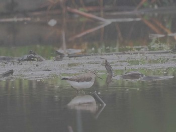 Green Sandpiper 愛知県愛西市立田町 Mon, 3/25/2024