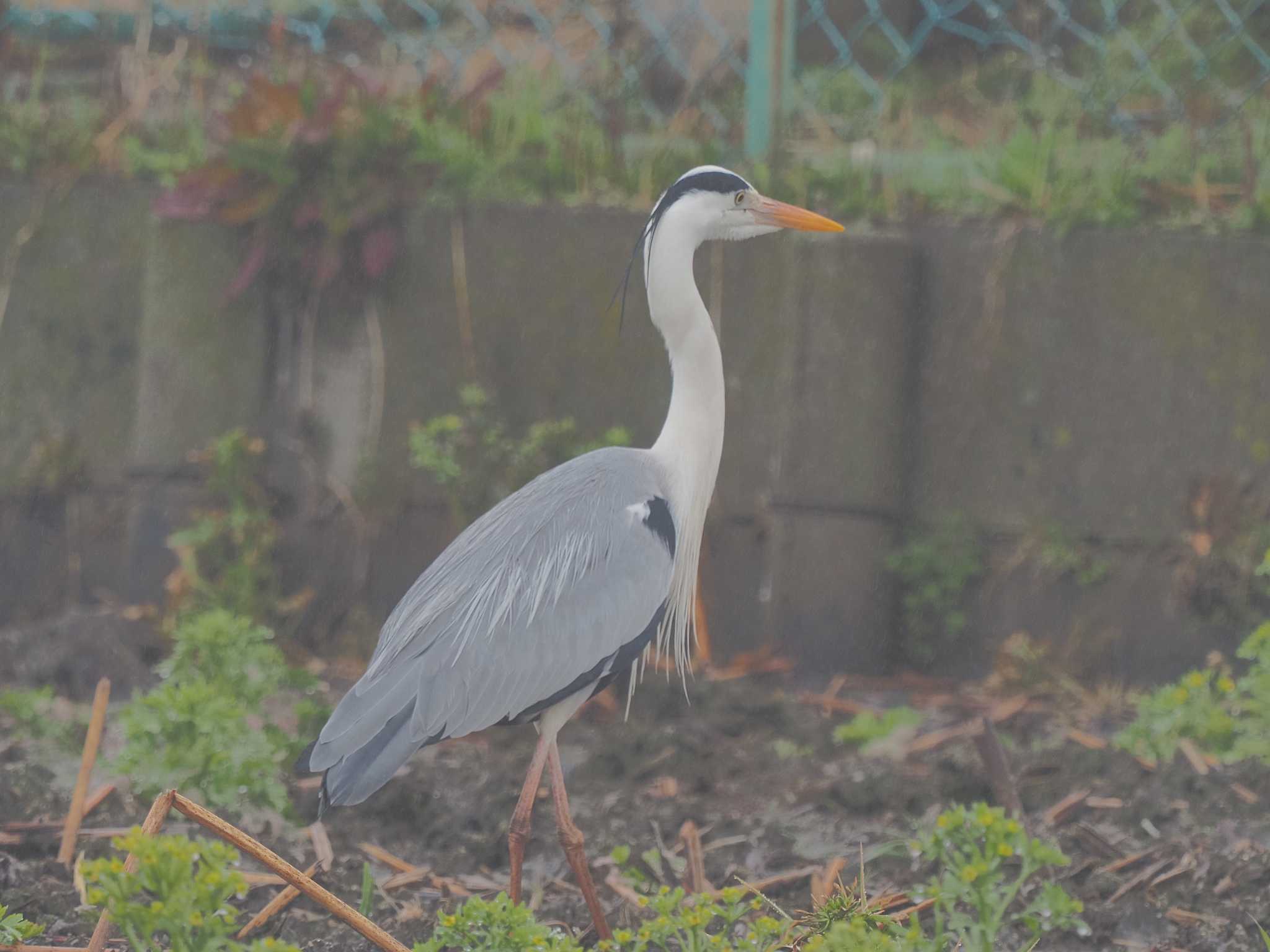 Photo of Grey Heron at 愛知県愛西市立田町 by MaNu猫