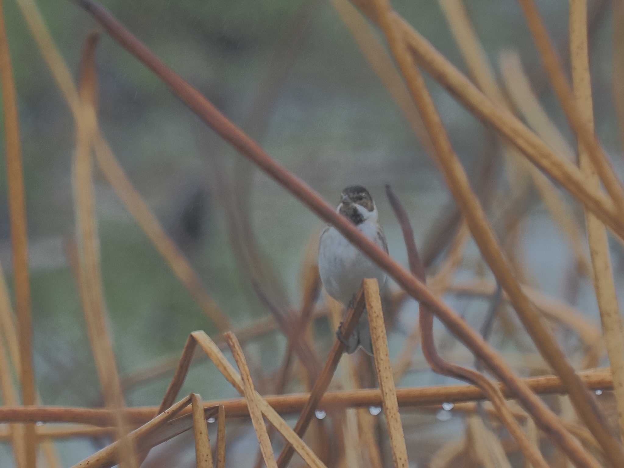 Common Reed Bunting