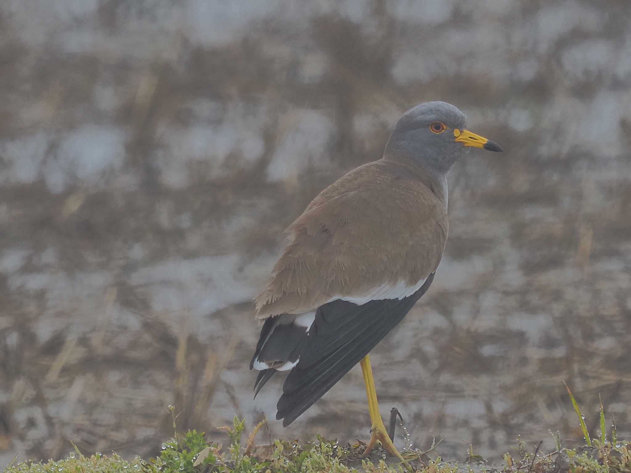 Photo of Grey-headed Lapwing at 愛知県愛西市立田町 by MaNu猫