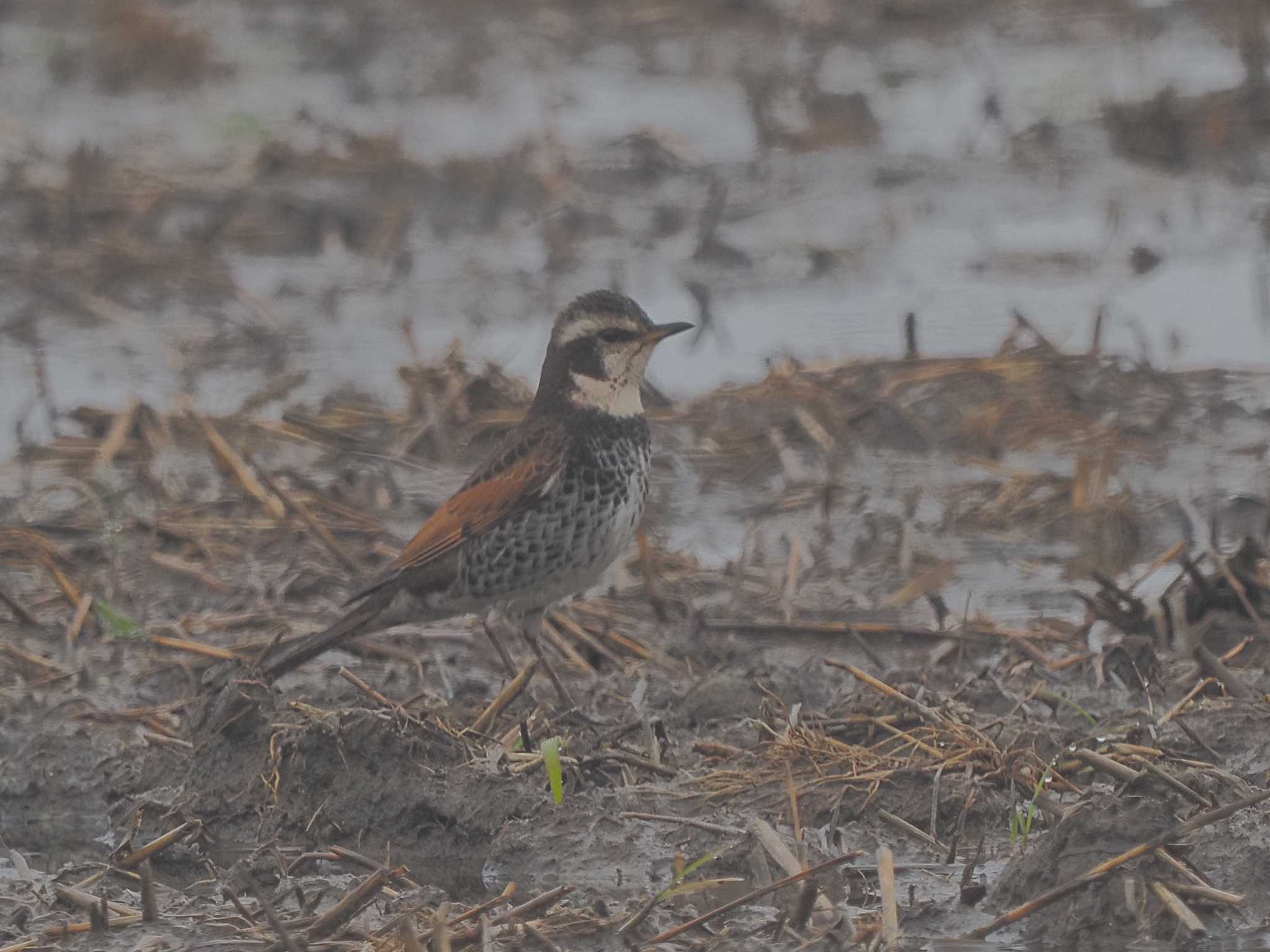 Dusky Thrush