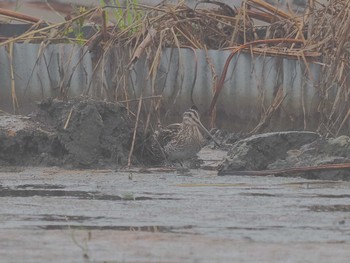 Common Snipe 愛知県愛西市立田町 Mon, 3/25/2024