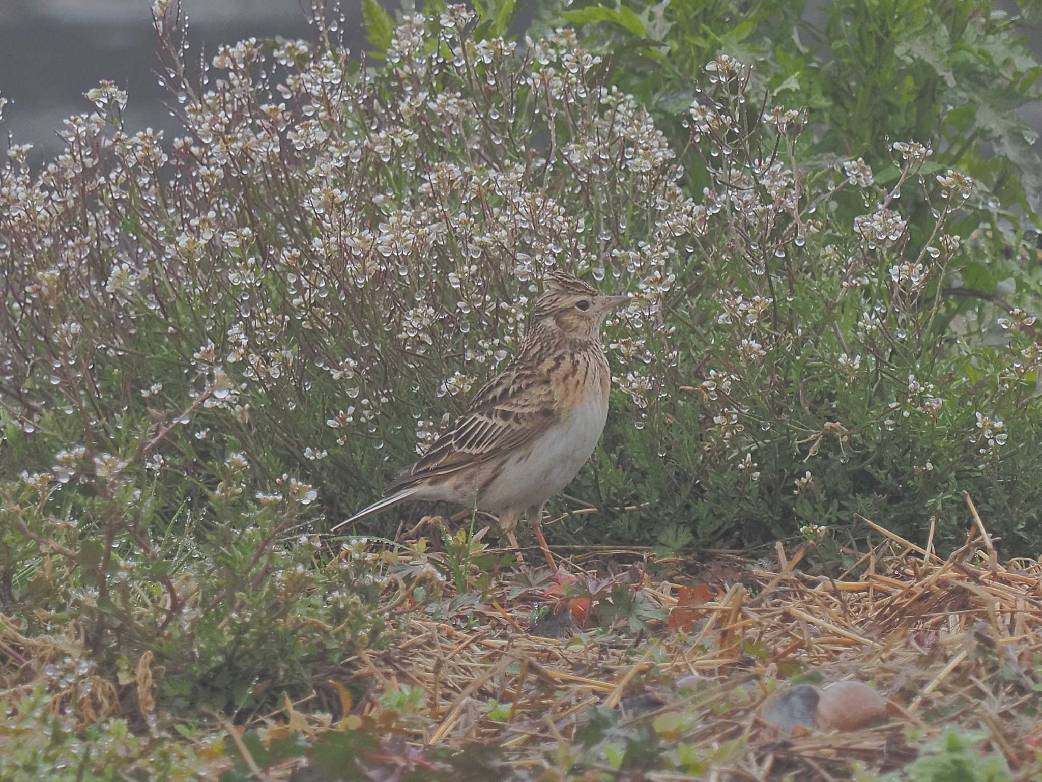 Eurasian Skylark