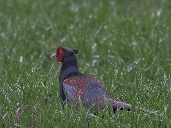 Mon, 3/25/2024 Birding report at 愛知県愛西市立田町