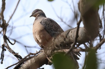 Oriental Turtle Dove Akashi Park Sun, 2/11/2024