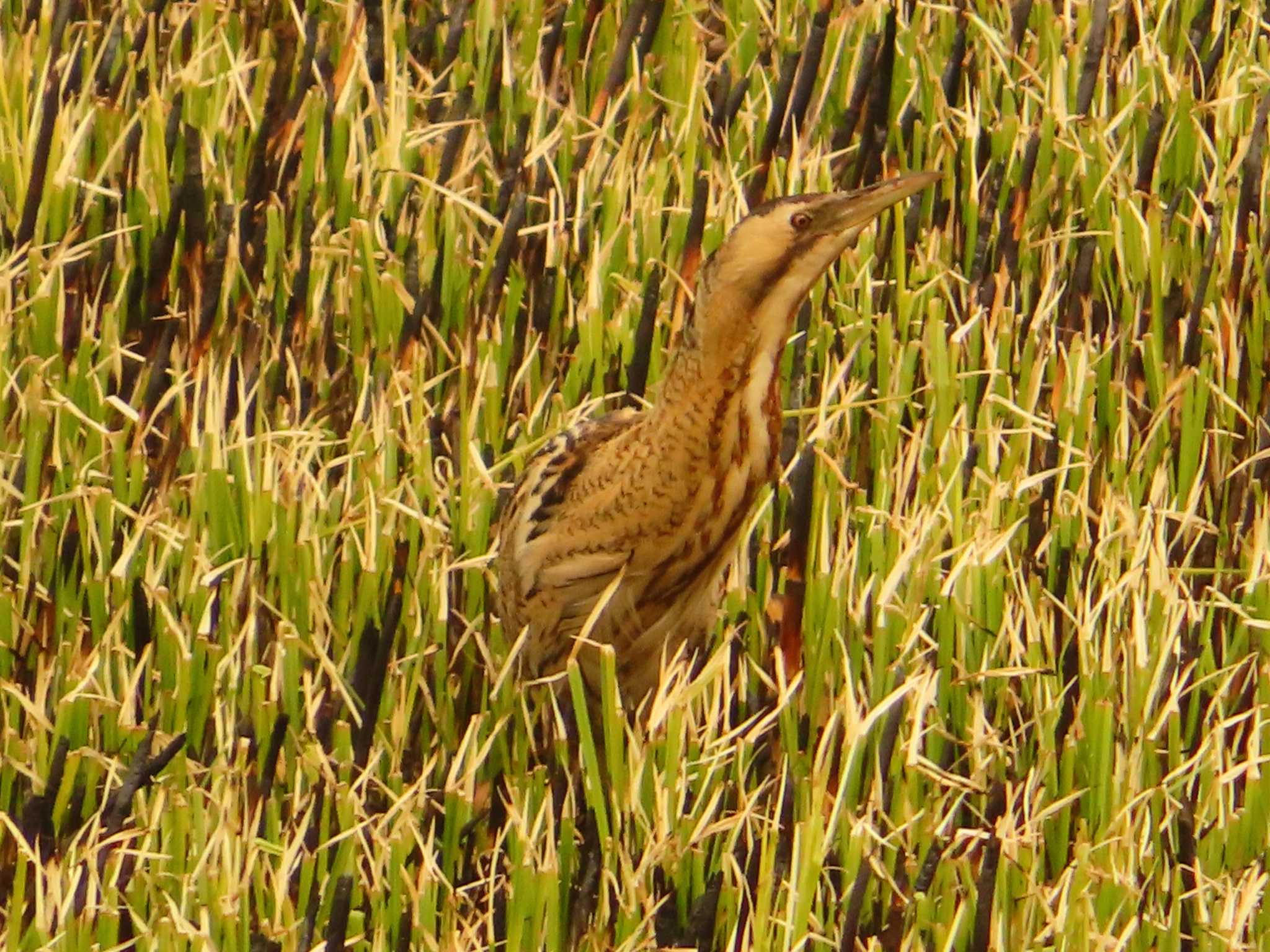 Photo of Eurasian Bittern at Watarase Yusuichi (Wetland) by ゆ