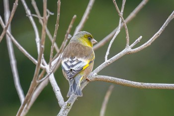 Grey-capped Greenfinch Kodomo Shizen Park Sun, 3/24/2024