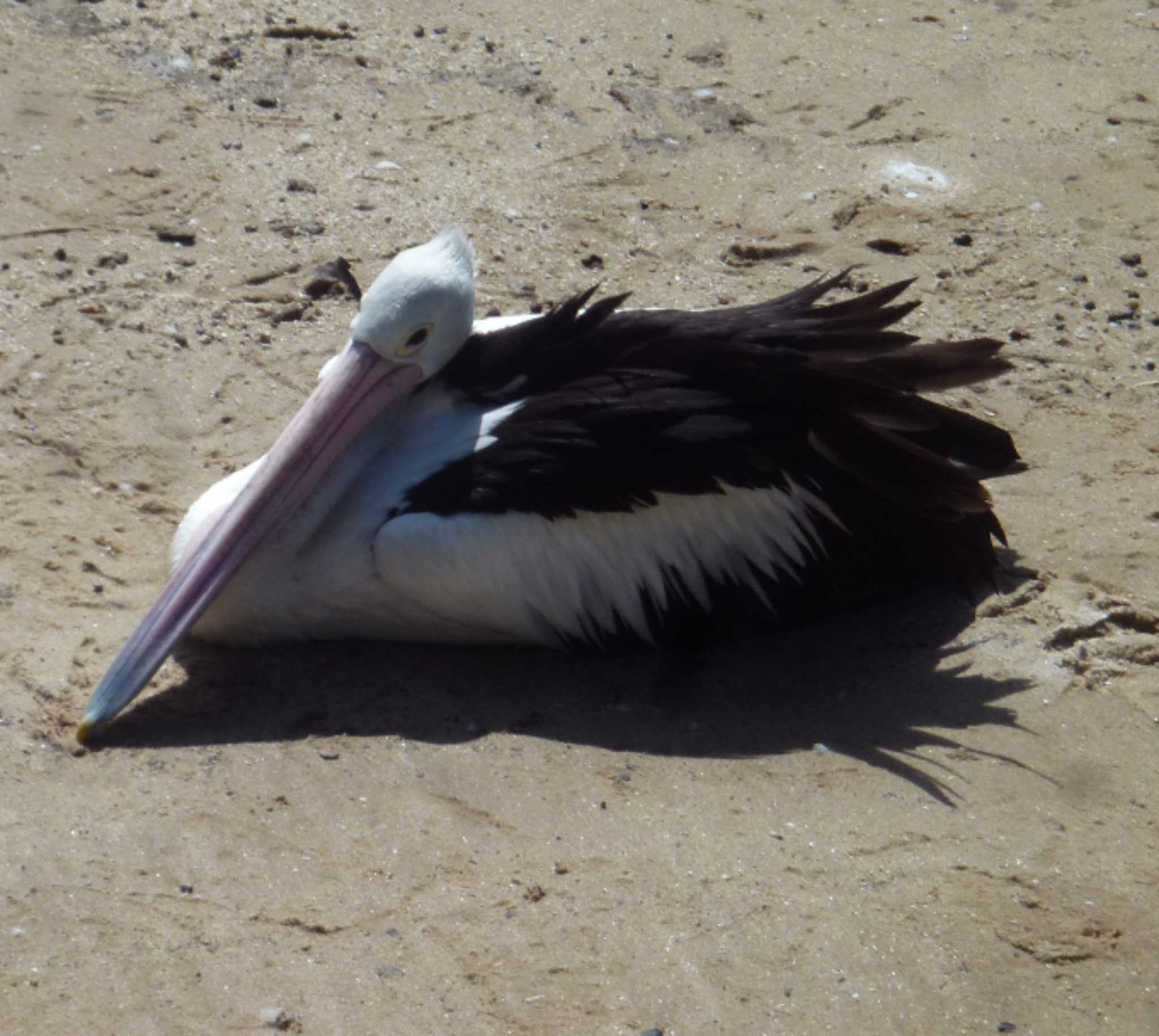 Photo of Australian Pelican at オーストラリア by 生き物好きのY