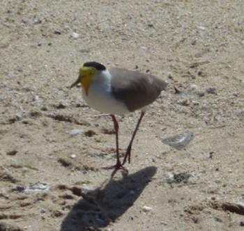 Masked Lapwing オーストラリア Sun, 5/5/2019