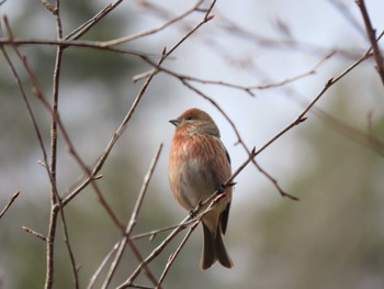 Pallas's Rosefinch 宮城県 Tue, 3/19/2024