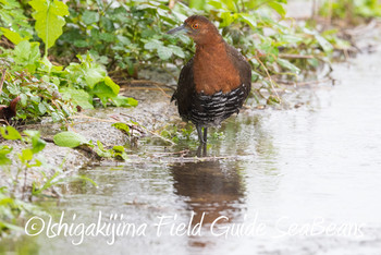 Slaty-legged Crake Ishigaki Island Sun, 12/16/2018